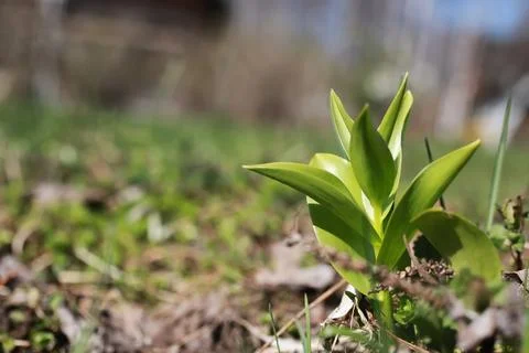Spring grass and flower Stock Photos