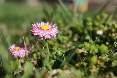 Spring grass and flower Stock Photos