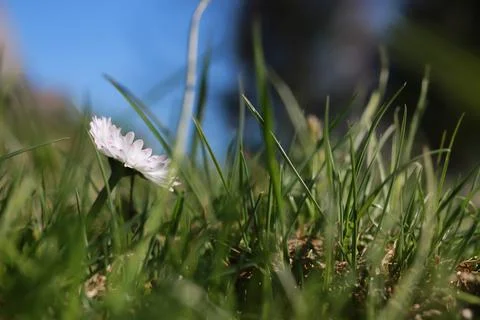 Spring grass and flower Stock Photos
