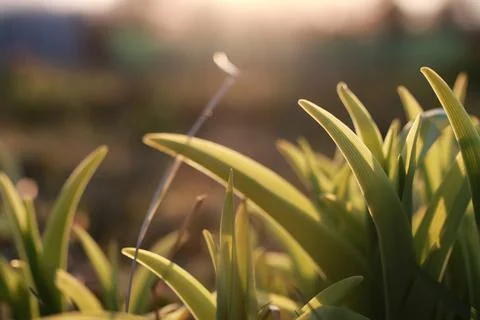 Spring grass and flower Stock Photos