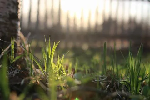 Spring grass and flower Stock Photos