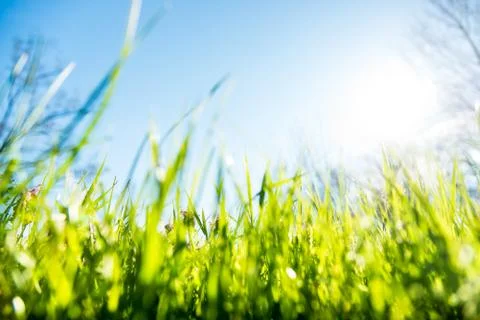 Spring grass and flowers background Stock Photos