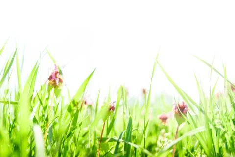 Spring grass and flowers background Stock Photos
