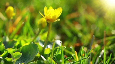 Spring grass and flowers 库存影片 8622381