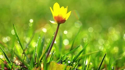 Spring grass and flowers Stock Footage 8622518