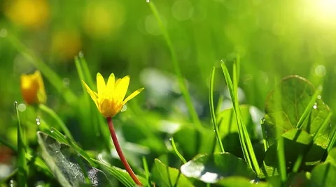 Spring grass and flowers Stock Footage 8622614