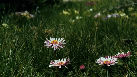 Spring Grass and Flowers Stock Footage 128604810