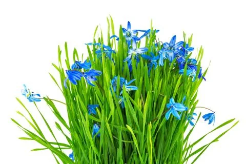Spring grass and flowers Stock Photos