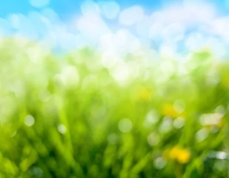 Spring grass and flowers Stock Photos