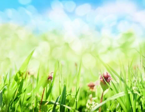 Spring grass and flowers Stock Photos