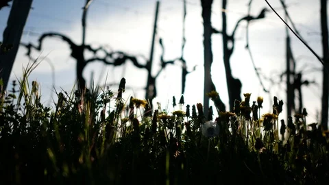 Spring grass and lens flares 스톡 동영상 89817343