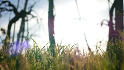 Spring grass and lens flares 스톡 동영상 89817638