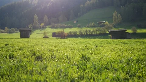 Spring grass and lens flares Video stock 89937619