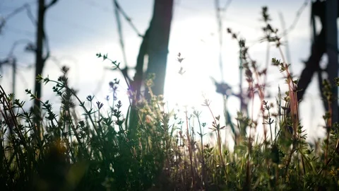 Spring grass and lens flares 스톡 동영상 89938380