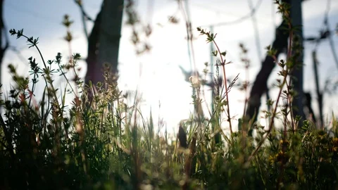 Spring grass and lens flares Video stock 89939633