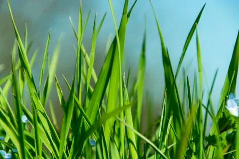 Spring grass and sky background Stock Photos