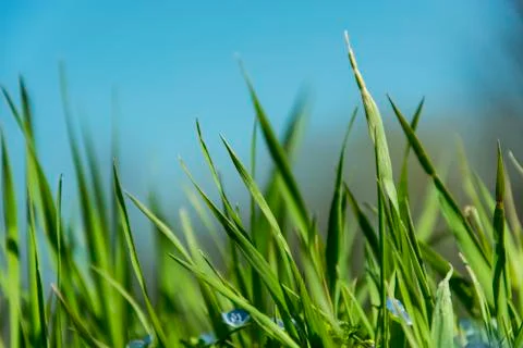 Spring grass and sky background Stock Photos