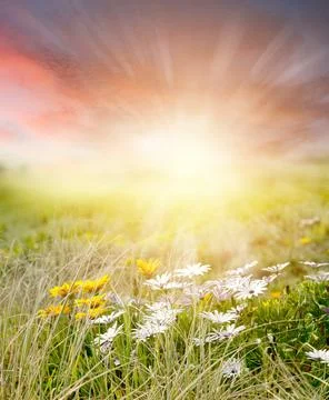 Spring grass and sky background Stock Photos