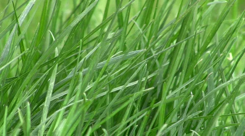 Spring Grass Apr 2009 CR Stock Footage 506990