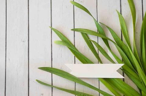 Spring grass background. Grass over wood. Nature background with grass and wood Stock Photos