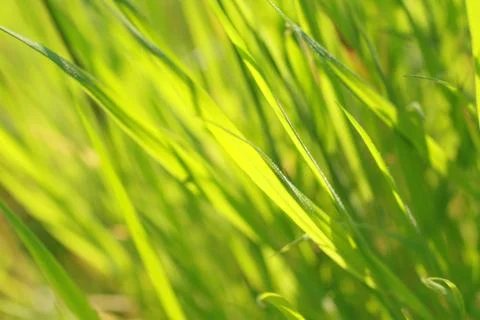 Spring grass background Stock Photos