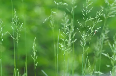 Spring grass background Stock Photos