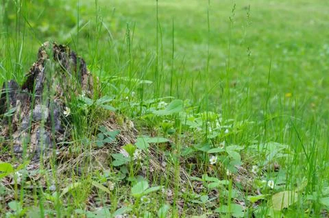 Spring grass background Stock Photos