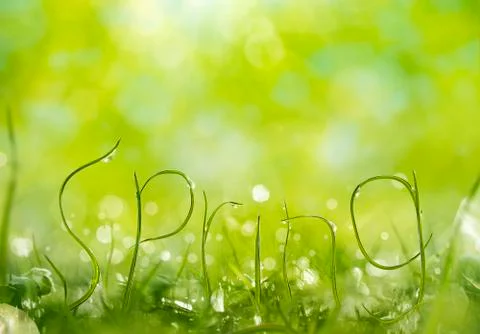 Spring Grass Background Stock Photos