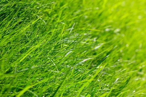 Spring grass background Stock Photos