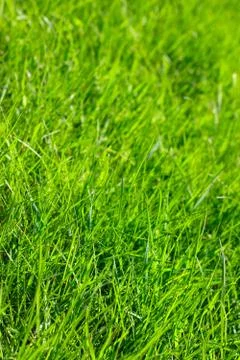 Spring grass background Stock Photos