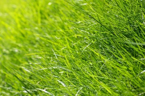 Spring grass background Stock Photos