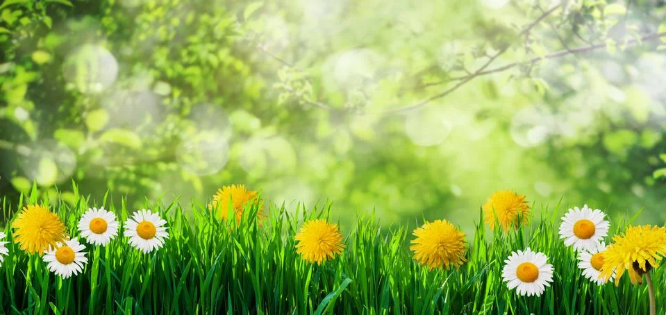 Spring grass background Stock Photos