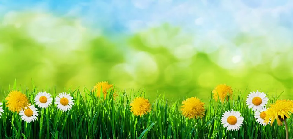 Spring grass background Stock Photos