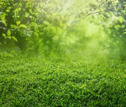 Spring grass background Stock Photos