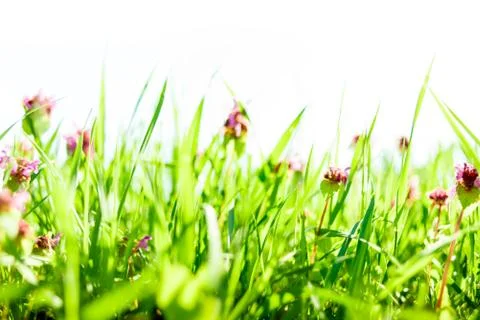 Spring grass background Stock Photos