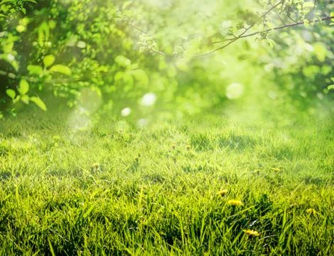 Spring grass background Foto stock