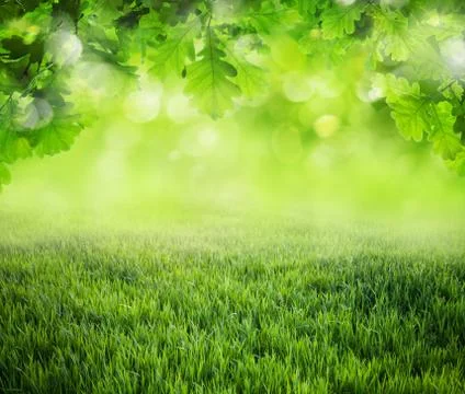 Spring grass background Stock Photos