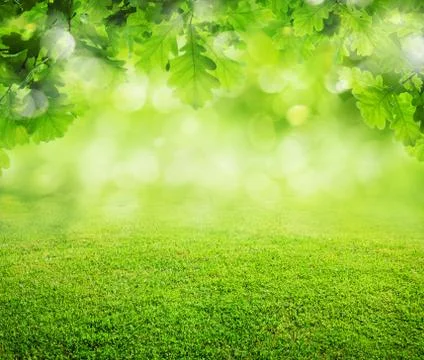 Spring grass background Foto stock