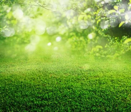 Spring grass background Stock Photos
