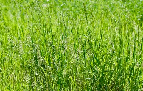 Spring Grass Background Stock Photos
