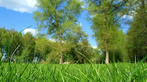 Spring grass in the background of trees. Stock Footage 10983236