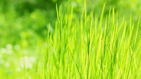 Spring grass backlit with sunlight Stock Footage 35879247