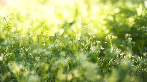 Spring grass blur the back plan a beautiful look Stock Footage 130565316