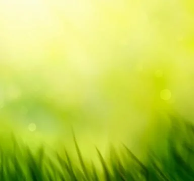 Spring grass. Blur background. Stock Photos