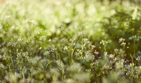 Spring grass with a blurred background. With copy space. Light effects. Stock Photos