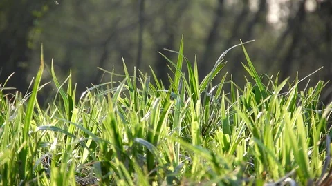 Spring grass with bugs flying around Stock Footage 88399489