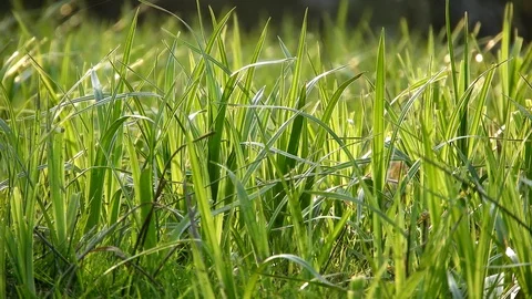 Spring grass with bugs flying around Stock Footage 88399564