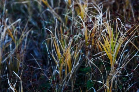 Spring grass closeup Stock Photos