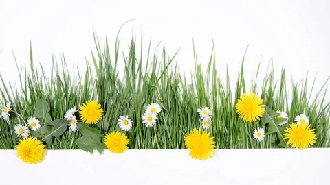 Spring grass with daisy and dandelion flowers isolated white background - Wind Stock Footage 128916738