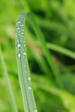 Spring grass with dew Stock Photos